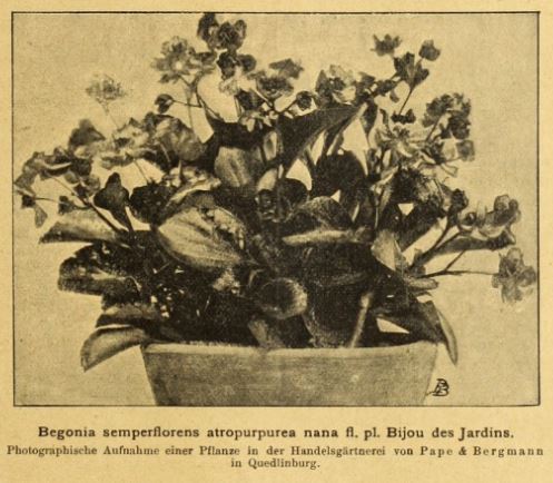 B. ‘Semperflorens Atropurpurea Nana’